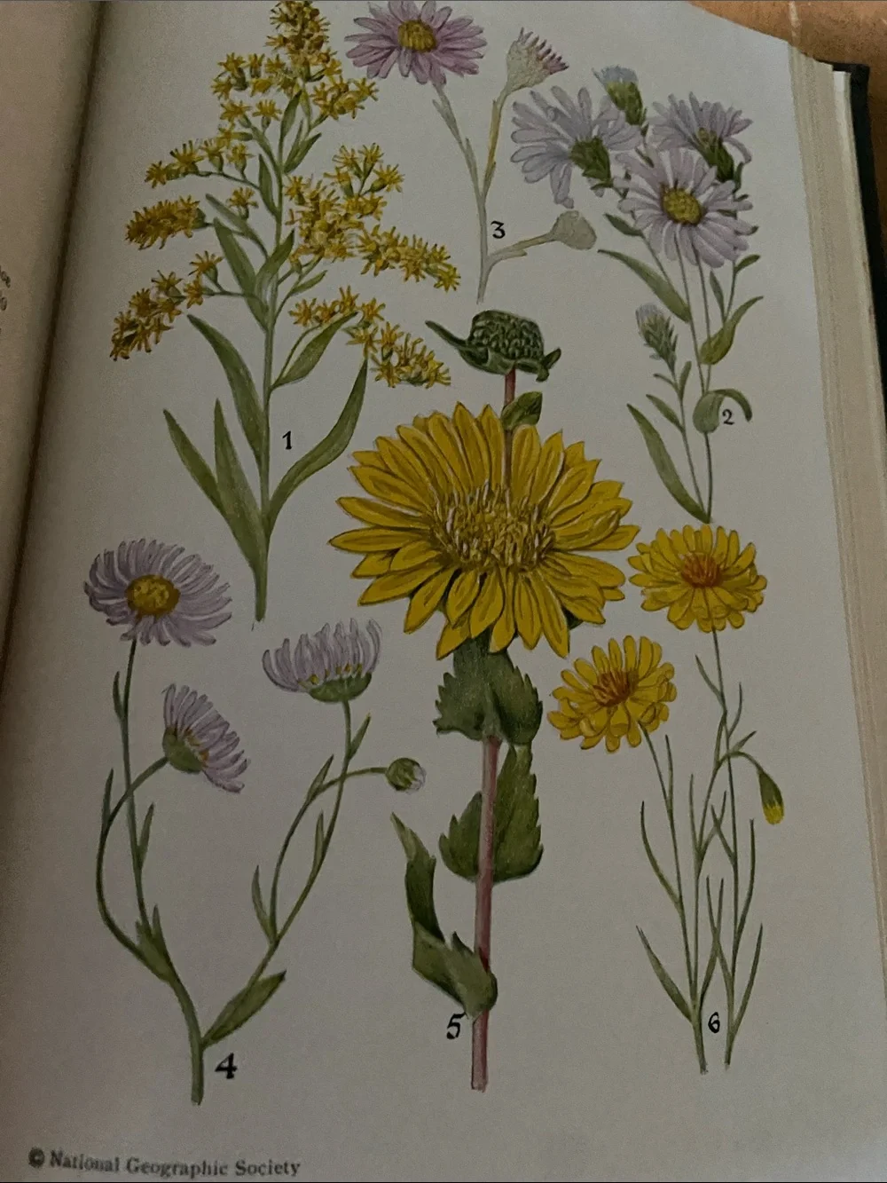 Flowers West Coast Botanical Book flower floral wildflower wildflowers plants hc